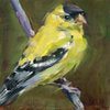 Gold Finch